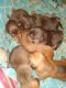 Boerboel Puppies for sale in Kittanning, PA 16201, USA. price: $600
