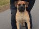 Boerboel Puppies for sale in Hertford, NC 27944, USA. price: NA
