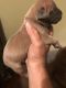 Boerboel Puppies for sale in Hollywood, FL, USA. price: NA