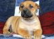 Boerboel Puppies for sale in Houston, TX, USA. price: $600
