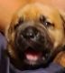 Boerboel Puppies for sale in East Hartford, CT, USA. price: $1