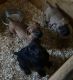 Boerboel Puppies for sale in Amherst, NY, USA. price: $1,500