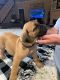 Boerboel Puppies for sale in Spring, TX 77373, USA. price: $2,500