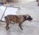 Boerboel Puppies for sale in New York, NY, USA. price: $300