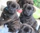 Boerboel Puppies for sale in Tambaram, Chennai, Tamil Nadu, India. price: 80000 INR