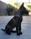 Bohemian Shepherd Puppies for sale in Texas City, TX, USA. price: $650