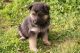 Bohemian Shepherd Puppies for sale in Missiouri CC, Elsberry, MO 63343, USA. price: $500