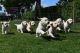 Bohemian Shepherd Puppies