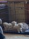 Bolognese Puppies for sale in Melmont Rd, Idaho, USA. price: $200,000