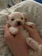 Bolognese Puppies for sale in Daphne, AL, USA. price: $2,800