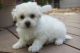 Bolognese Puppies for sale in Colorado Springs, CO, USA. price: NA