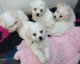 Bolognese Puppies for sale in Honolulu, HI, USA. price: NA