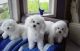 Bolognese Puppies for sale in Indianapolis, IN, USA. price: NA