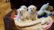 Bolognese Puppies for sale in Washington, DC, USA. price: NA