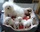 Bolognese Puppies for sale in Bloomfield Ave, Bloomfield, CT 06002, USA. price: NA