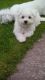Bolognese Puppies for sale in New Castle, PA, USA. price: $400