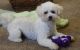 Bolognese Puppies for sale in Virginia Beach, VA, USA. price: NA