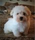 Bolognese Puppies for sale in San Diego, CA, USA. price: NA