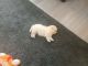 Bolognese Puppies for sale in Ketchikan, AK 99901, USA. price: $450
