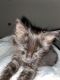 Bombay Cats for sale in Cheney, WA 99004, USA. price: NA