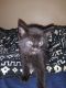 Bombay Cats for sale in Boston, MA, USA. price: NA