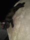 Bombay Cats for sale in Clarkston, GA 30021, USA. price: $20