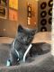 Bombay Cats for sale in Clackamas, OR, USA. price: NA