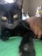 Bombay Cats for sale in 901 Simon Ln, Kent, OH 44240, USA. price: NA