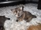 Bombay Cats for sale in The Bronx, NY, USA. price: $450