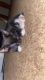 Bombay Cats for sale in Bakersfield, CA, USA. price: NA