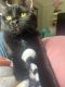 Bombay Cats for sale in North Las Vegas, NV, USA. price: $800