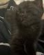 Bombay Cats for sale in Greenville, SC, USA. price: $275