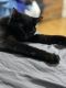 Bombay Cats for sale in Toronto, ON, Canada. price: $1,300