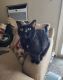Bombay Cats for sale in Milwaukee, WI 53228, USA. price: $100