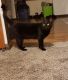 Bombay Cats for sale in Auburn, WA, USA. price: $50