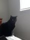 Bombay Cats for sale in Chattanooga, TN, USA. price: $200