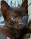 Bombay Cats for sale in 2384 E Maple Rd, Troy, MI 48083, USA. price: NA