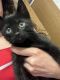 Bombay Cats for sale in Magnolia, TX, USA. price: NA