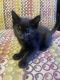 Bombay Cats for sale in Salisbury, NC 28144, USA. price: NA