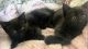 Bombay Cats for sale in Augusta, ME 04333, USA. price: NA