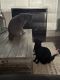Bombay Cats for sale in Lapeer, MI 48446, USA. price: NA