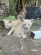 Bombay Cats for sale in Whittier, CA, USA. price: NA