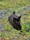 Bombay Cats for sale in West Springfield, MA, USA. price: $150