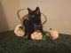Bombay Cats for sale in Covington, KY, USA. price: $25