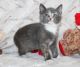Bombay Cats for sale in Tulsa, OK, USA. price: $100