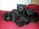 Bombay Cats for sale in Houston, TX, USA. price: NA