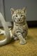 Bombay Cats for sale in Baton Rouge, LA, USA. price: NA