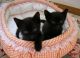 Bombay Cats for sale in Georgetown, GA, USA. price: NA