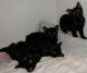 Bombay Cats for sale in San Bernardino, CA, USA. price: NA