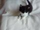Bombay Cats for sale in Bethlehem, PA, USA. price: $60